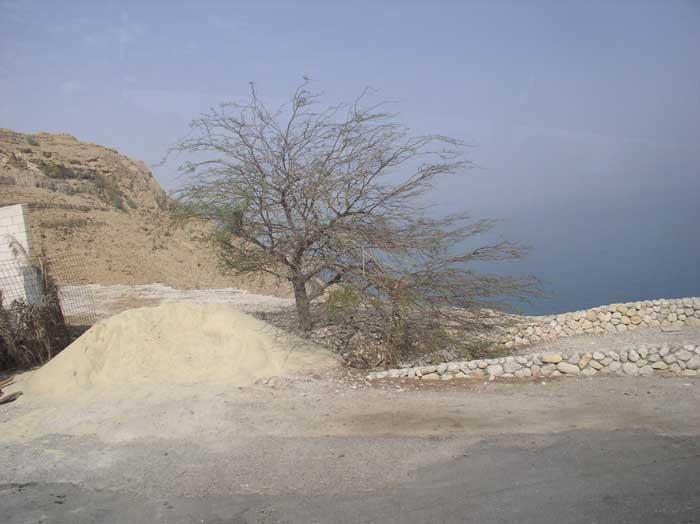 Schabbat BALAK Lesung und Kommentar