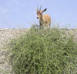 Schabbat Wajera Lesungen und Kommentar